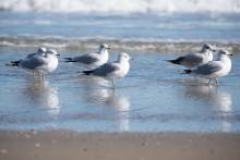 Birds on the Outer Banks